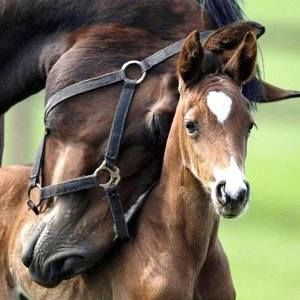 Meet your Posher, Barbara